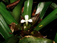 Canistropsis microps