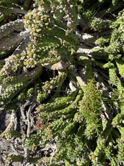 Euphorbia caput-medusae