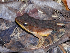 Lithobates warszewitschii