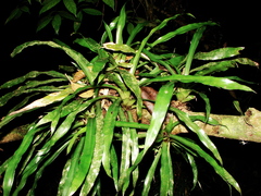 Canistropsis microps