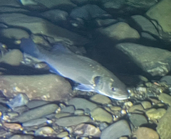 Dicentrarchus labrax