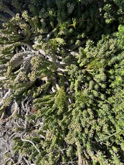 Euphorbia caput-medusae