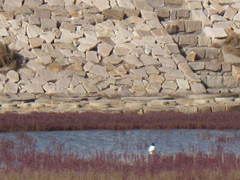 Saundersilarus saundersi