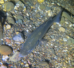 Dicentrarchus labrax