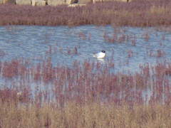 Saundersilarus saundersi