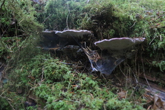 Rhodofomes cajanderi