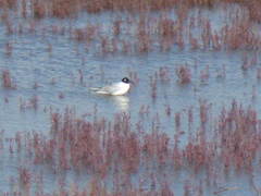 Saundersilarus saundersi