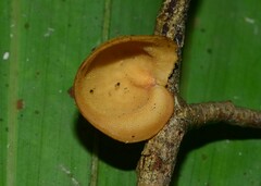 Mycobonia flava