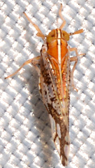 Liburniella ornata