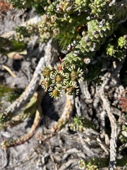 Euphorbia caput-medusae