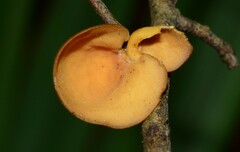 Mycobonia flava