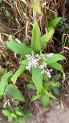 Persicaria chinensis