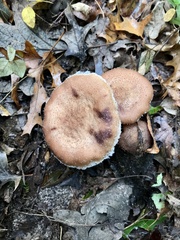 Armillaria gemina