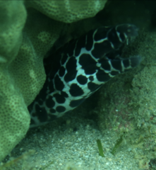 Gymnothorax favagineus