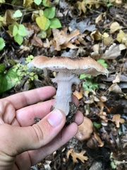 Armillaria gemina