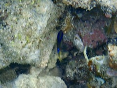 Chrysiptera unimaculata