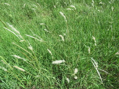 Bothriochloa longipaniculata