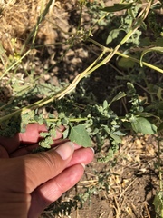 Extriplex joaquinana