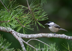 Poecile carolinensis