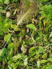 Hordeum jubatum