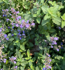 Nepeta