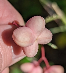 Euonymus atropurpureus