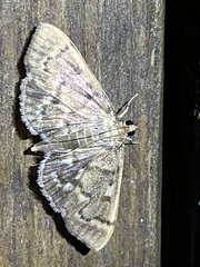 Herpetogramma aeglealis