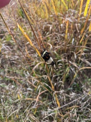 Hemileuca nevadensis