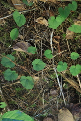 Veronica regina-nivalis