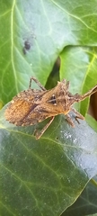 Hemiptera