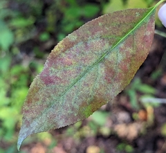 Euonymus atropurpureus