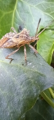 Hemiptera
