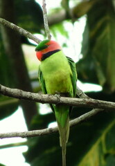 Psittacula longicauda