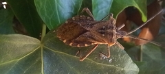 Hemiptera