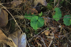 Veronica regina-nivalis