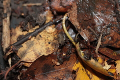 Oligolophus