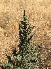 Extriplex joaquinana