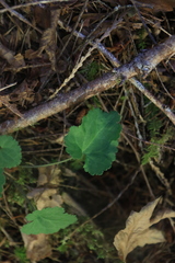 Veronica regina-nivalis