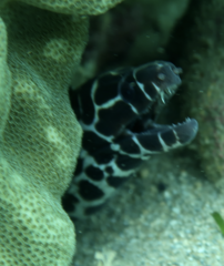 Gymnothorax favagineus