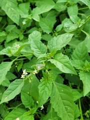 Solanum emulans