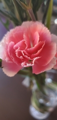Angiospermae