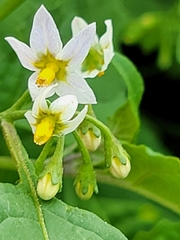 Solanum emulans