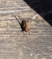 Conocephalus attenuatus