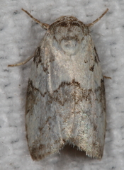 Afrida ydatodes