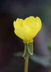 Oenothera oakesiana