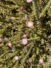 Diastella divaricata divaricata