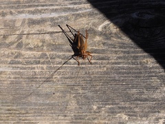 Conocephalus attenuatus