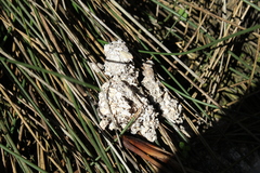 Procyon cancrivorus