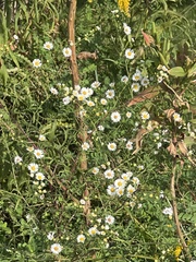 Erigeron strigosus