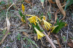 Sternbergia lutea